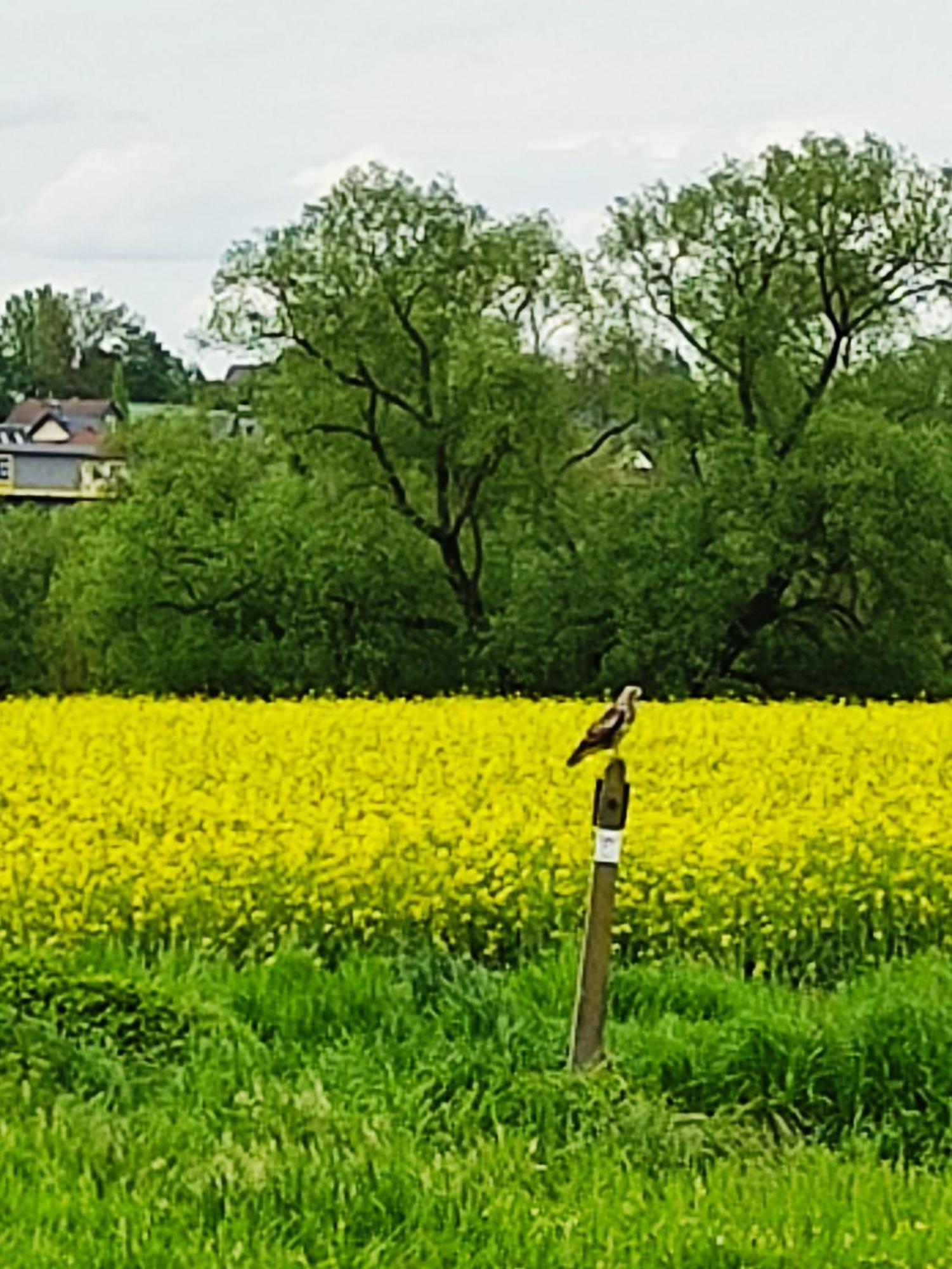 Ferienwohnung An Der Lahn Limburg an der Lahn Ngoại thất bức ảnh